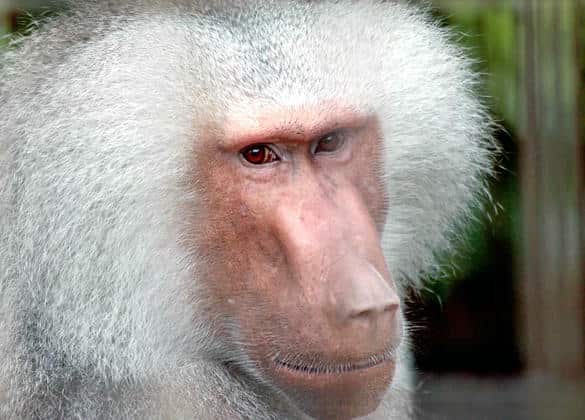 動物図鑑・マントヒヒ